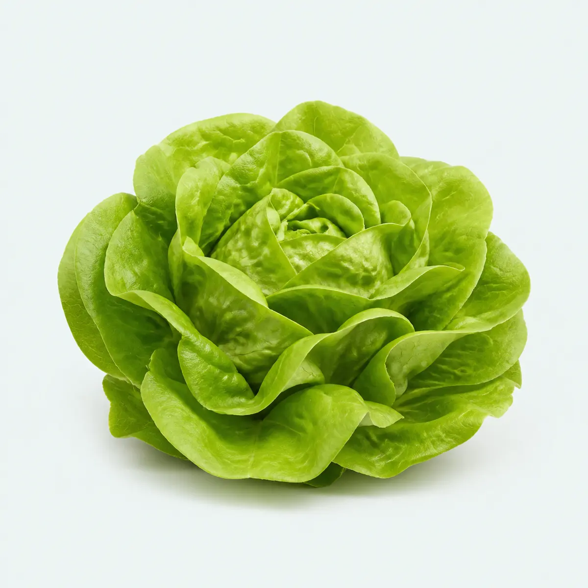 Organic Lettuce